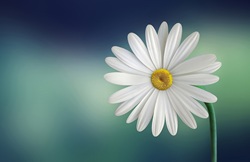 fleur rose